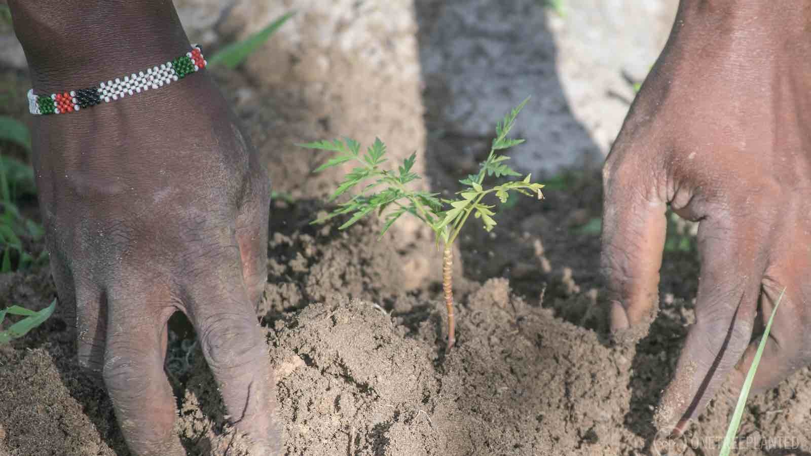 One tree planted 1600x900